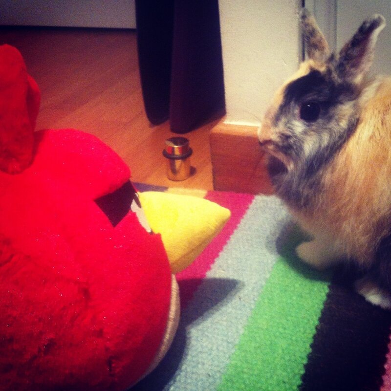 Angry_Bunny