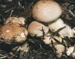 Hygrophore_pudibond3