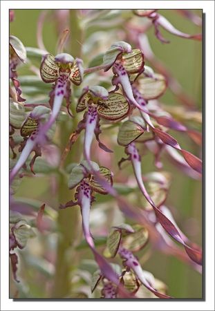 orchid_bouc_vue_cote_130610