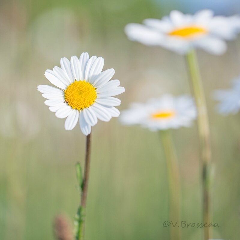 marguerites15-54