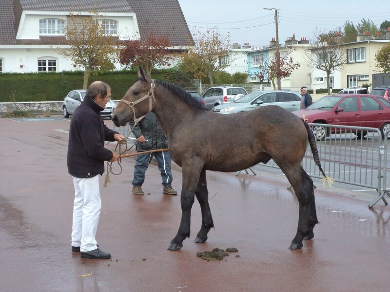 Ecrin du Marais - Concours de poulains - Marquise (62) - 15 Octobre 2014