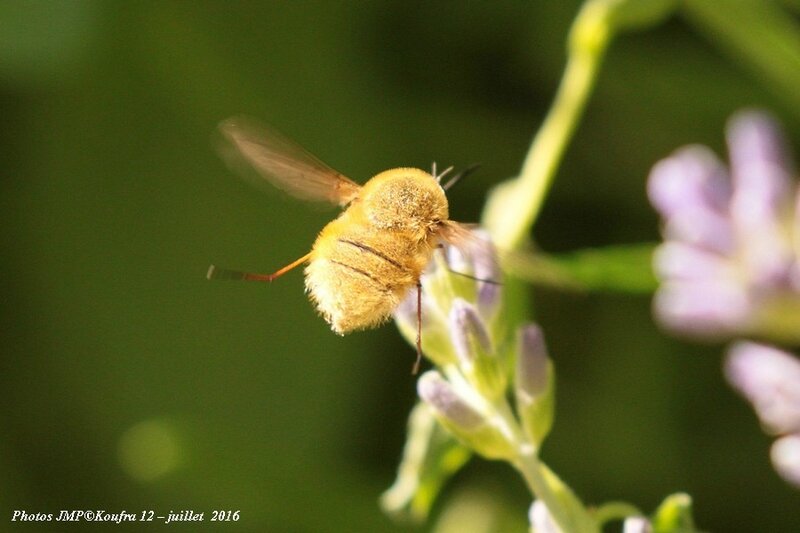 Photos JMP©Koufra 12 - Abeille - 04 juillet 2016 - 00009 - 001b