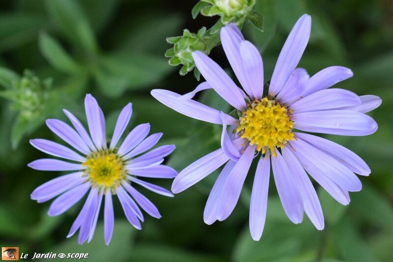 Aster-oeil-du-Christ