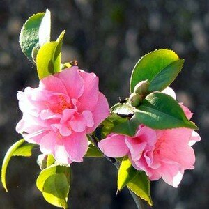 camelia