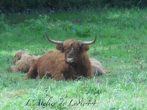 Higland Cattle 2 ( Ecosse)