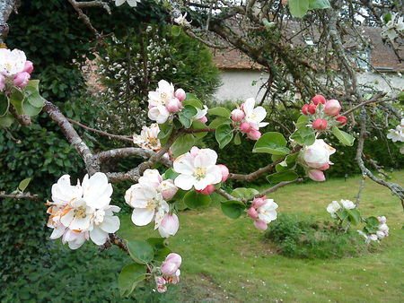 fleurs___voiture_docs_027