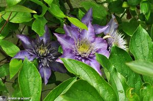 Clematis-Multiblue-2