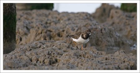Aiguillon_tournepierre_face_vase_131209