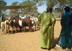 négociations Marché au bétail de FATOMA Mali