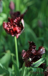 IMG_2291copie2