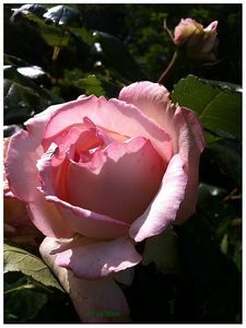 rose rose by sylviam