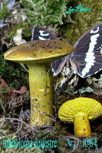 tricholoma_equestre_n_64