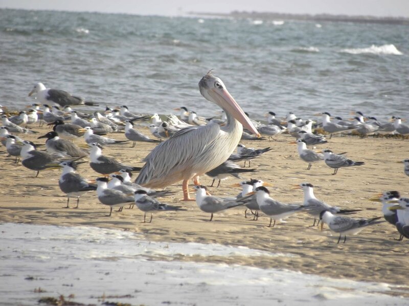 Pelican vu Mangrove de Godoriya