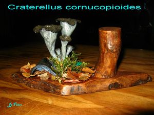 Craterellus cornucopioides n°