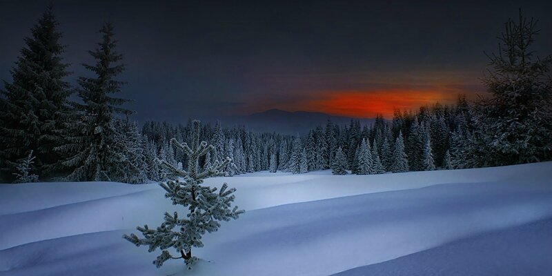 foret-apres-couchage-du-soleil,-neige,-arbres-coniferes,-foret-enneigee-151753