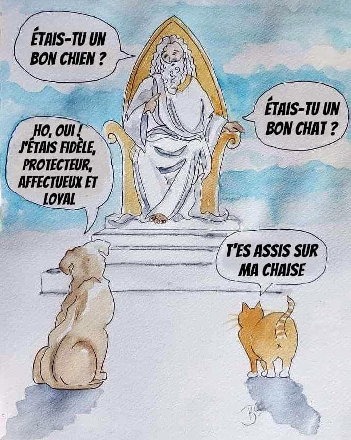 chat au paradis