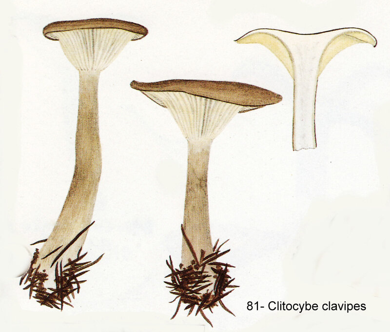 IH1 pl 11 no 81 Clitocybe clavipes