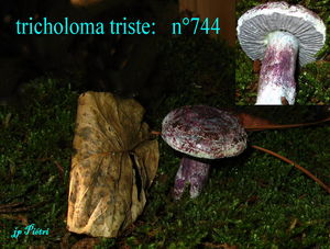 tricholoma_triste__n_744