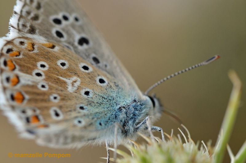 papillon-bleu-2