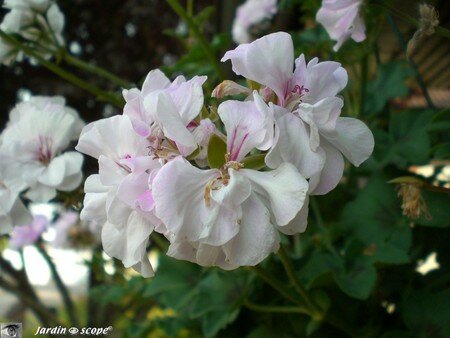 Geranium zonal blanc