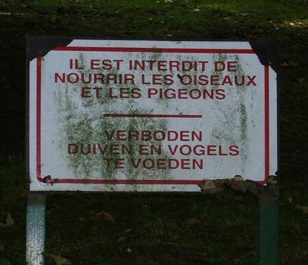 Pigeons_oiseaux