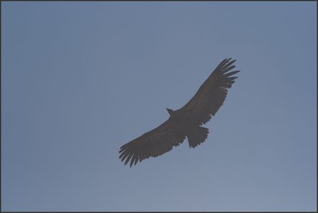 CM_vautour_solaire