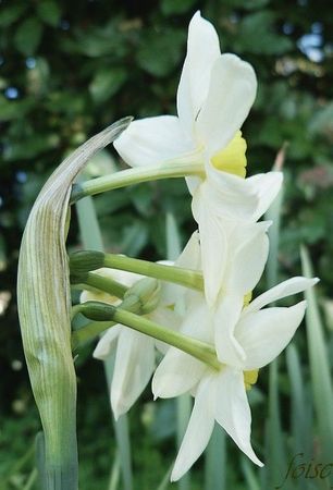 spathe égalant presque les fleurs AA