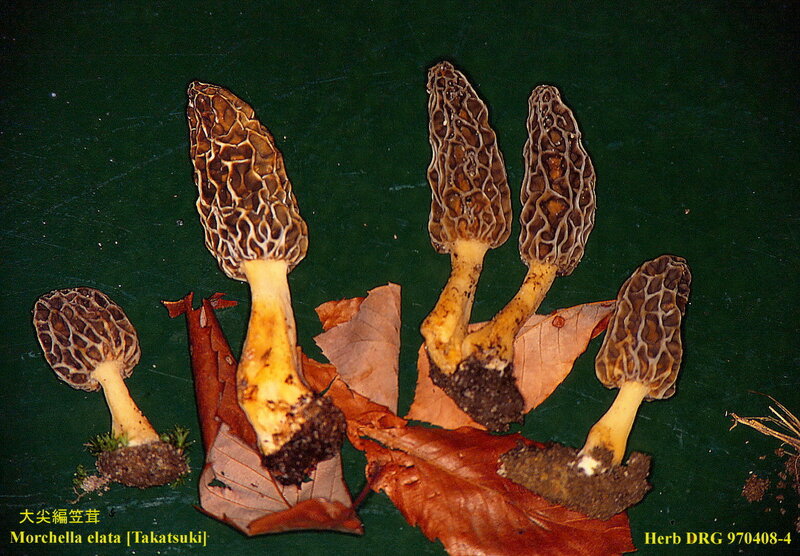 Morchella_elata