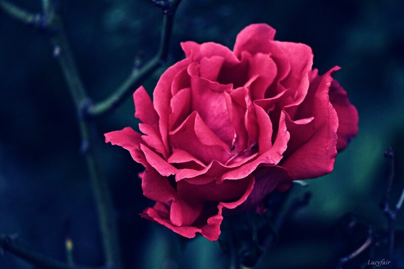 roooose