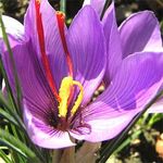 crocus_sativus_safran