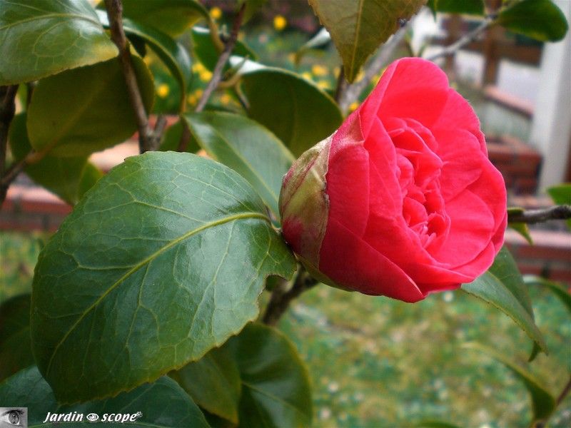 Camélia japonica en fleur