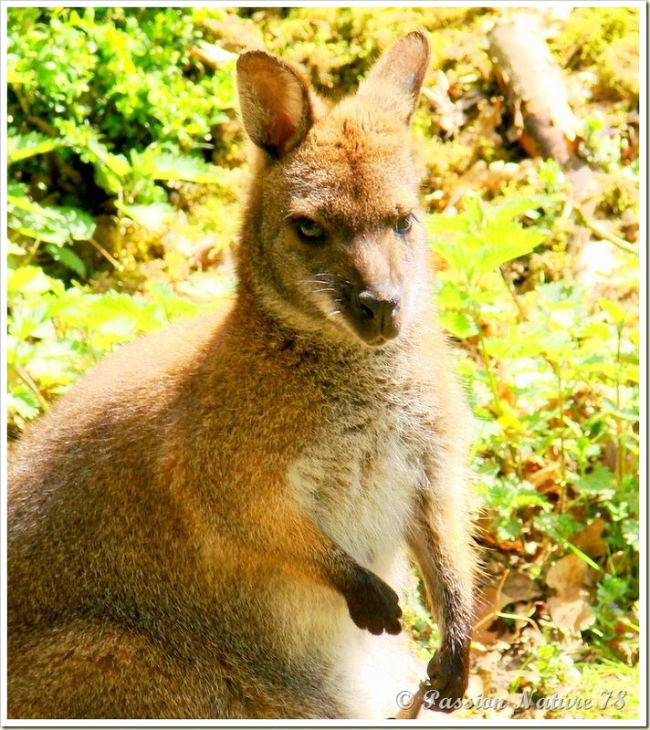 wallabies de la forêt de Rambouillet (19)