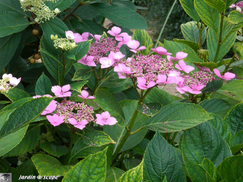 Hortensia sp.