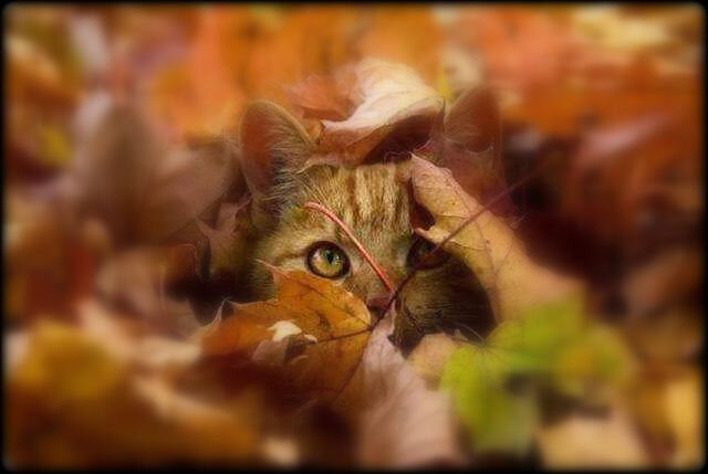 automne et chat