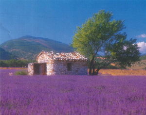 provence_pic