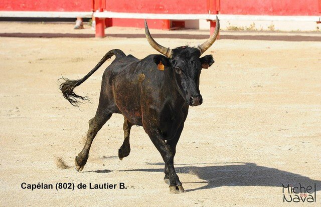 St MARTIN DE CRAU 15