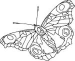 4921136-vecteur--papillon-contour-isole-sur-fond-blanc