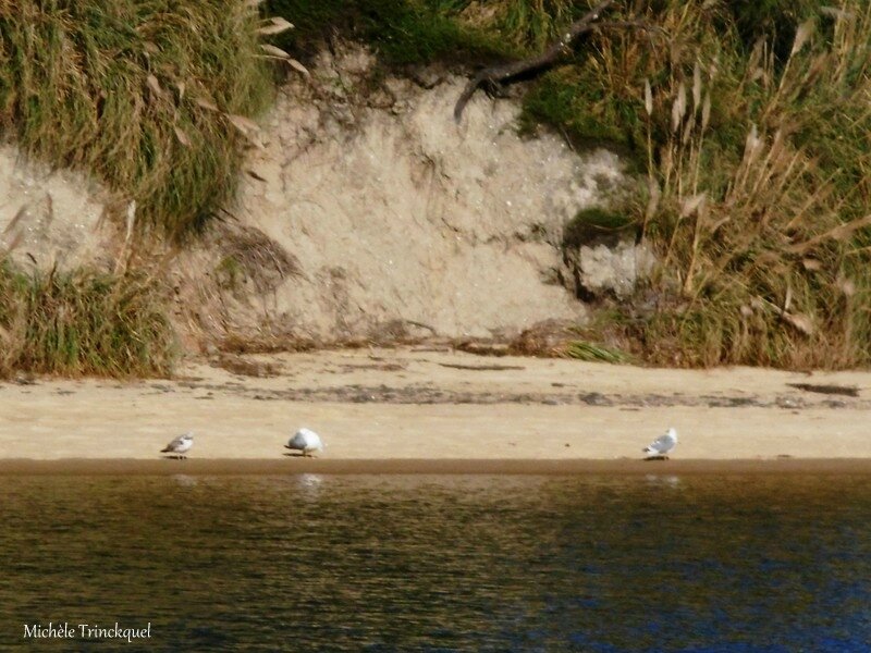 Lac de Vieux Boucau 311017