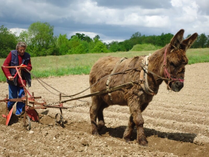 plantation pomme de terre 2013 (6)