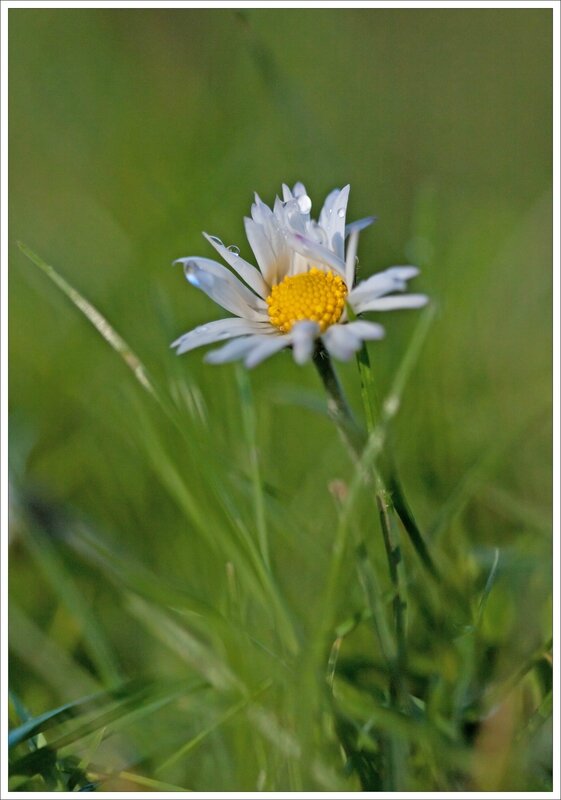 ville paquerette goutets matin 020215