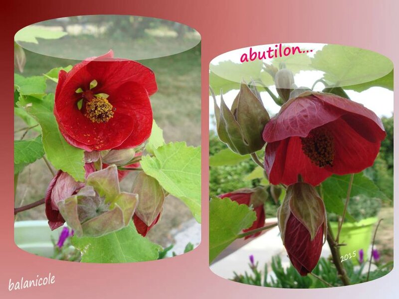 balanicole_2015_7_aout_fleurs diverses_35_abutilon rouge