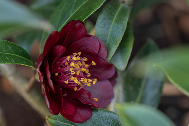 Camellia Night Rider (2)