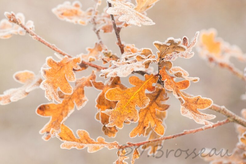 feuilles-givrées13-01