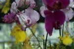 orchid_es