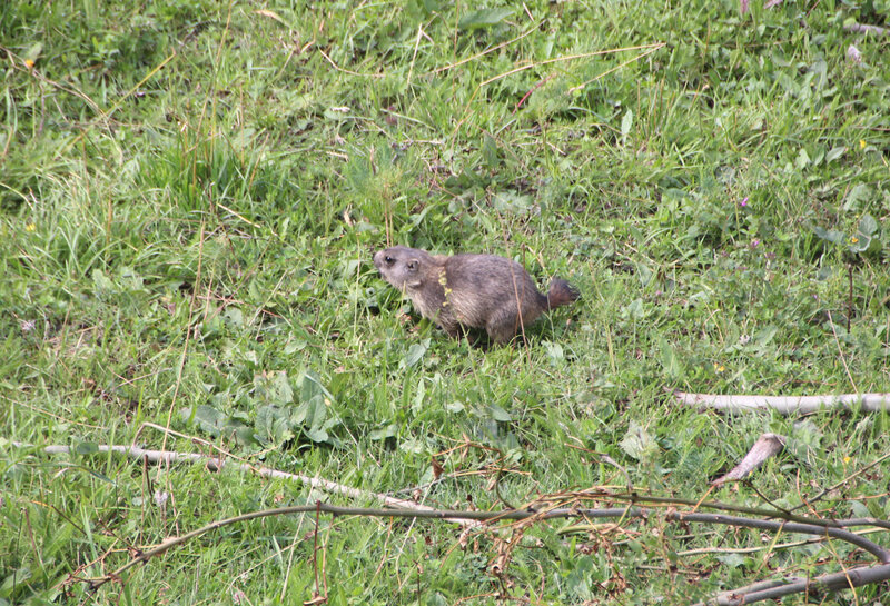 prapic_petite_marmotte