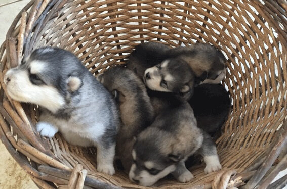 puppies_20191117_a