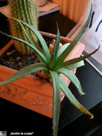 Aloe