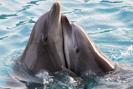 l_amour_dauphins_329964