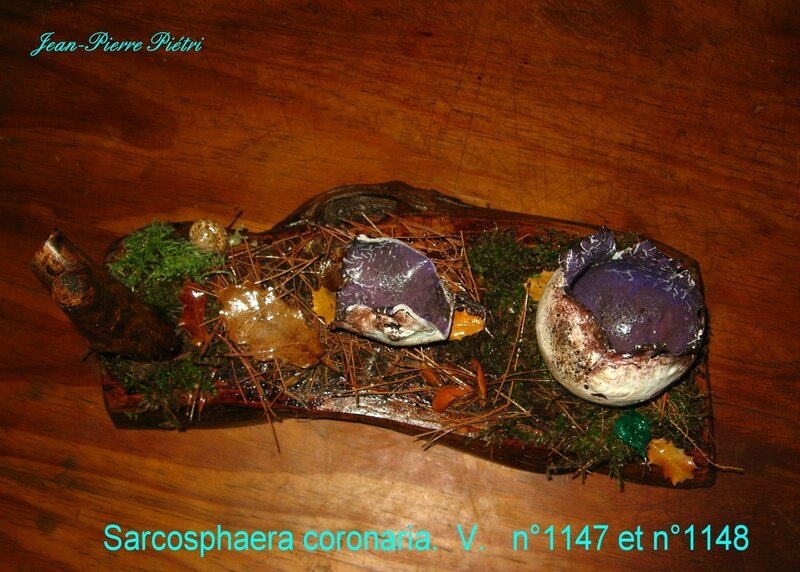 Sarcosphaera coronaria n°1147 et n°1148