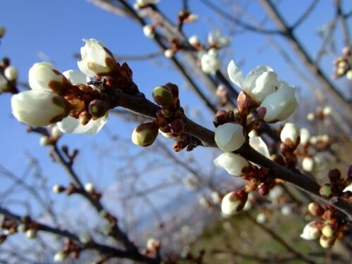 bourgeons de cerisier